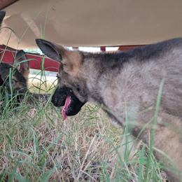 Odom's July Fireworks - Sable female German Shepherd puppy in Springtown, Texas from Odom's German Shepherds