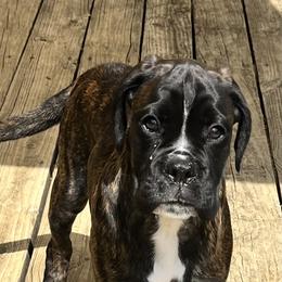 Boxer Puppies from Von Royal Dell’Infinite