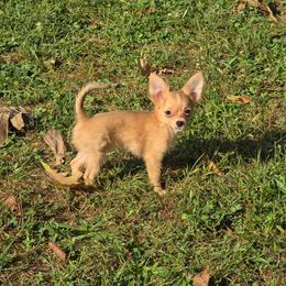 Milo - Fawn and white male Chihuahua puppy in Indianapolis, Indiana from London Rouge Chihuahuas