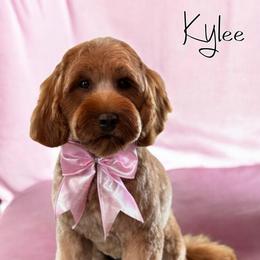 Kylee - Goldendoodle