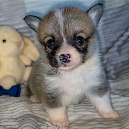 Winston - Sable male Pembroke Welsh Corgi puppy in New Hampshire from Muddy Paws Corgis