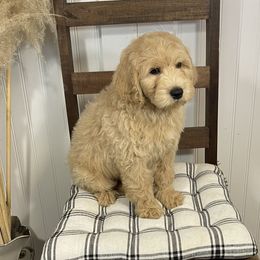 Charlie Mac - Cream male Goldendoodle puppy in Hackleburg, Alabama from The Doodle Patch