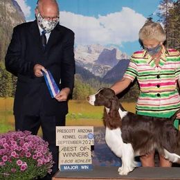 English Springer Spaniels from Starlet Springers