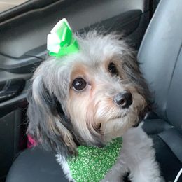 Zurri - Yorkipoo