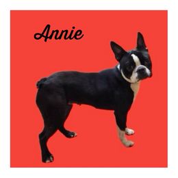 Annie - Boston Terrier