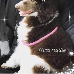 Hattie  - Poodle