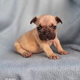 Boston Terrier, Bulldog, and French Bulldog Puppies from Willamette Valley Bullies