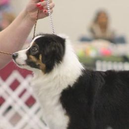 Miniature American Shepherds and Toy Australian Shepherds from MarLoWin Aussies