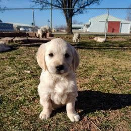 Liz - Light golden female Golden Retriever puppy in Seymour, Missouri from High Road Golden Retrievers