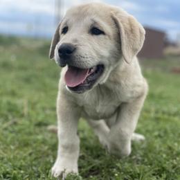Anatolian Shepherd Dog Puppies from Wild Rooster Family Farm – AKC Anatolian Shepherd Breeder, OFA Health Tested