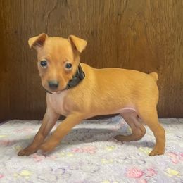 Delilah - Stag red female Miniature Pinscher puppy in Lancaster, Missouri from White Stone Ranch