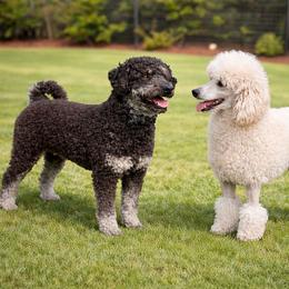 Whoodle puppies from Kaleidoscope Kennels