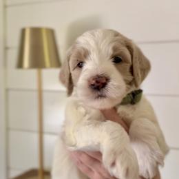 Goldendoodle Puppies from King Family Doodles