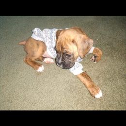 Boxer Puppies from Whynot Blue Ridge Mountain Boxer's