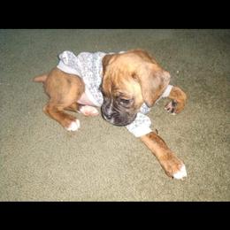 Boxer Puppies from Whynot Blue Ridge Mountain Boxer's