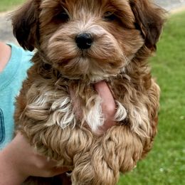 Reggie - Red sable male Havanese puppy in Wappapello, Missouri from Titanium Havanese LLC