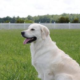 Golden Retriever adult dog