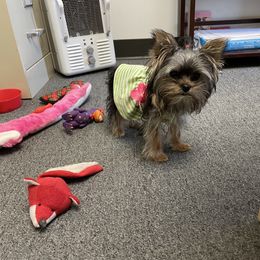 Morkie and Yorkshire Terrier Puppies from Jewels Yorkshire’s