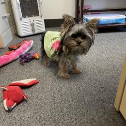 Morkie and Yorkshire Terrier Puppies from Jewels Yorkshire’s