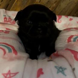 Raven - Black female Shih Tzu puppy in Murphy, North Carolina from Carolina Mountain Shih Tzus