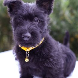 Daisy - Black female Scottish Terrier puppy in Mount Joy, Pennsylvania from K&M Kennel