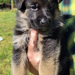 Devine - Black and red female German Shepherd puppy in Rockfield, Kentucky from Cheveyo German Shepherds