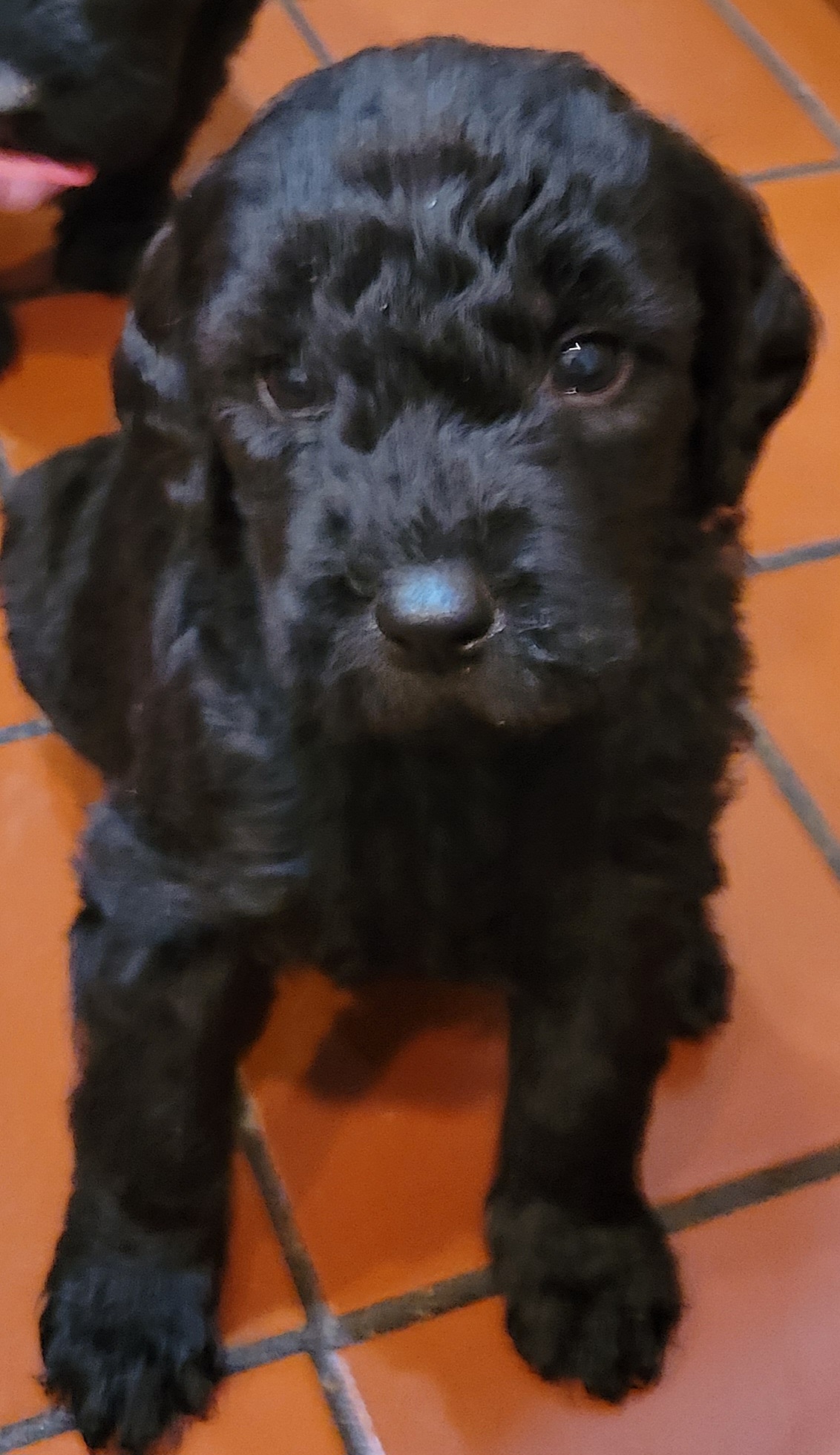 Double Doodle Puppies from Christina's Double Doodles