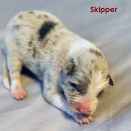 Boy 4 - male Border Collie puppy in Foley, Alabama from Bama Border Collies
