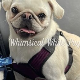 Lexus - Pug