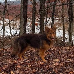 German Shepherd puppies from M&M Shepherd Farms