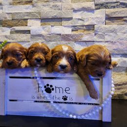 Cavapoo, Maltipoo, and Poodle Puppies from Mount Baker Poodle and Doodles