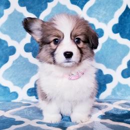 American Corgi and Pembroke Welsh Corgi Puppies from Whimsical Treasure Corgis