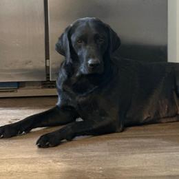 Evie - Labrador Retriever