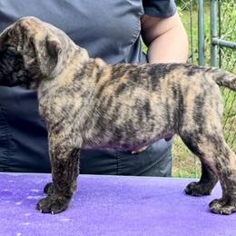 Macadamia - Red brindle male Bullmastiff puppy in Athens, Georgia from RCS Kennels