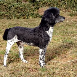Jess - Poodle