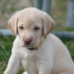 Labrador Retriever Puppies from Triple Creek Kennel