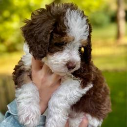 Tater - Tri-color male Bernedoodle puppy in Fayetteville, Arkansas from Huckleberry Bernedoodles