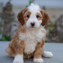 Sketch - Red male Bernedoodle puppy in Dundee, Ohio from Down Home Doodle