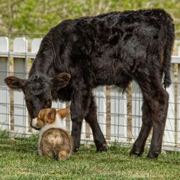 Pembroke Welsh Corgi Puppies from Half Hitch Corgis