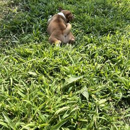 Basenji Puppies from Freecloud Basenji