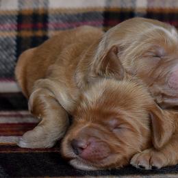 Boy 2 - male Irish Doodle puppy in Macedon, New York from Toodles Goldendoodles