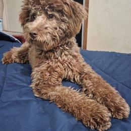 Aussiedoodle Puppies from Dani's Dandy Doodles