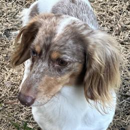 Boom - Dachshund