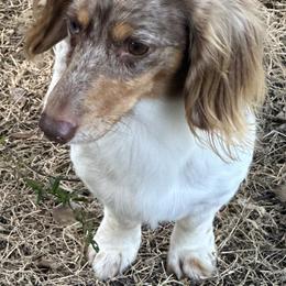 Boom - Dachshund