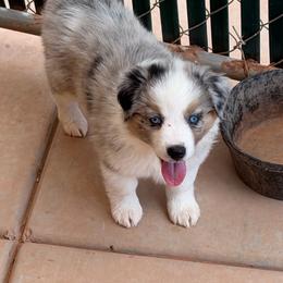 Faith - Blue merle female Miniature Australian Shepherd puppy in Taylor, Arizona from Holy Ghost Ranch, Inc