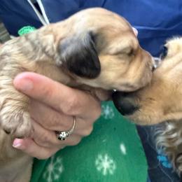 AKC Shaded Cream Mini longhair female - Cream female Dachshund puppy in Canyon Lake, Texas from M&Ms Dachshunds of Central Texas