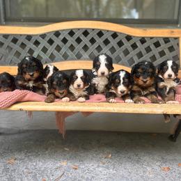Bernedoodle puppies from Bernedoodles of Florida