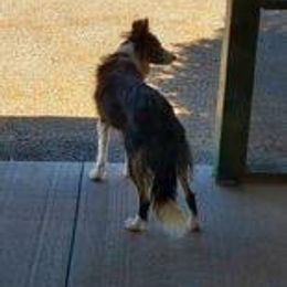 Jess - Border Collie
