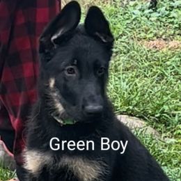 German Shepherd Puppies from Elaina's German Shepherds