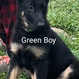 German Shepherd Puppies from Elaina's German Shepherds